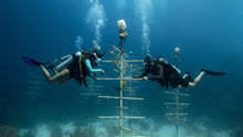 Load image into Gallery viewer, Peak Buoyancy Certification