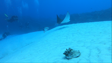 Load image into Gallery viewer, Cozumel -Dive Trip- DEPOSIT
