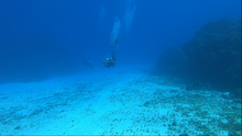 Load image into Gallery viewer, Cozumel -Dive Trip-
